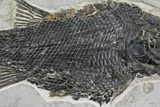 Triassic, Fossil Ray-Finned Fish (Paralepidotus) - Austria #165782-3